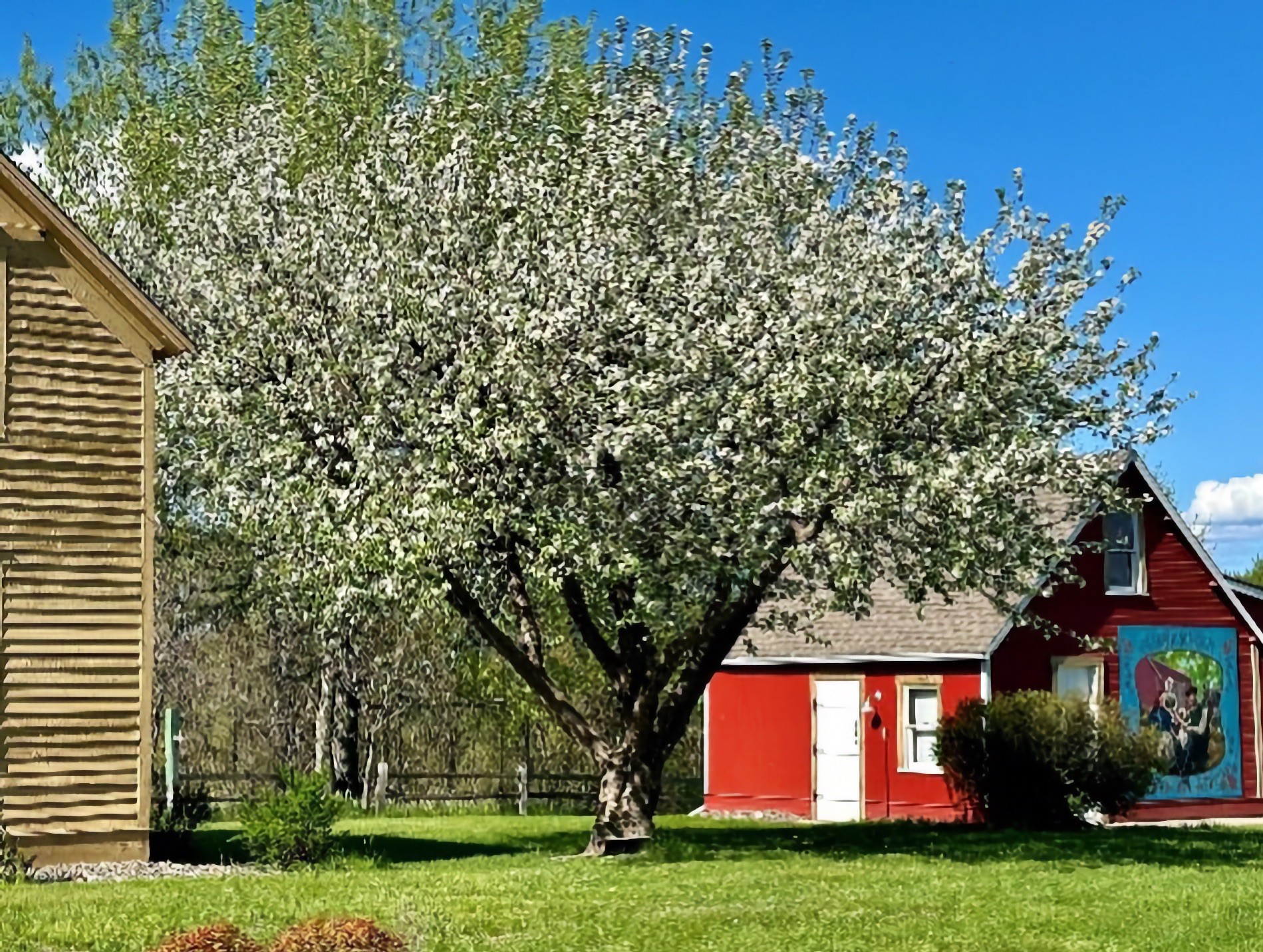 The Astrachan apple tree at the Karl Oskar House